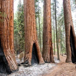 Una serie di sequoie giganti con delle evidenti aree nere sui tronchi, causate da incendi del passato