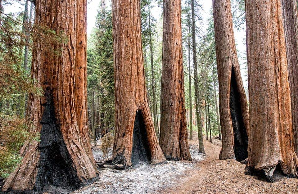 Una serie di sequoie giganti con delle evidenti aree nere sui tronchi, causate da incendi del passato