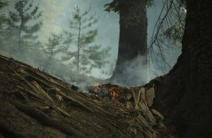 Un incendio controllato tra le sequoie del Sequoia National Park, sulla Sierra Nevada, in California