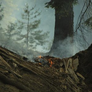 Un incendio controllato tra le sequoie del Sequoia National Park, sulla Sierra Nevada, in California