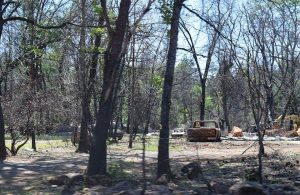 Alberi e auto dopo l'incendio di Camp Fire del 2018 a Paradise, California