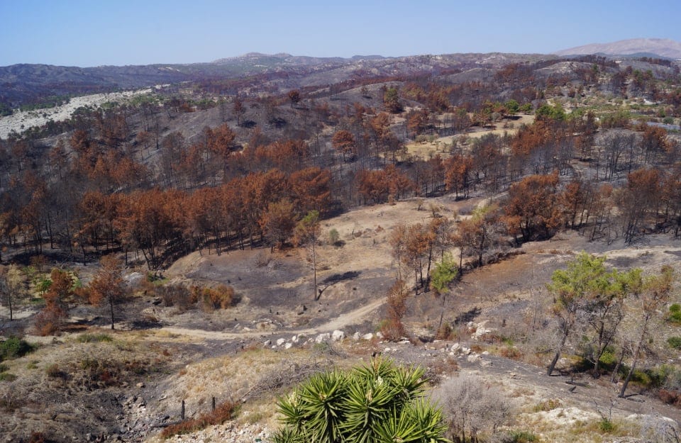 Il bosco bruciato nell'isola di Rodi, in Grecia, nel luglio del 2023