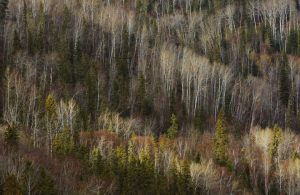 Boschi dell'entroterra sulle rive del fiume Athabasca vicino a Fort McMurray, nella provincia di Alberta, in Canada