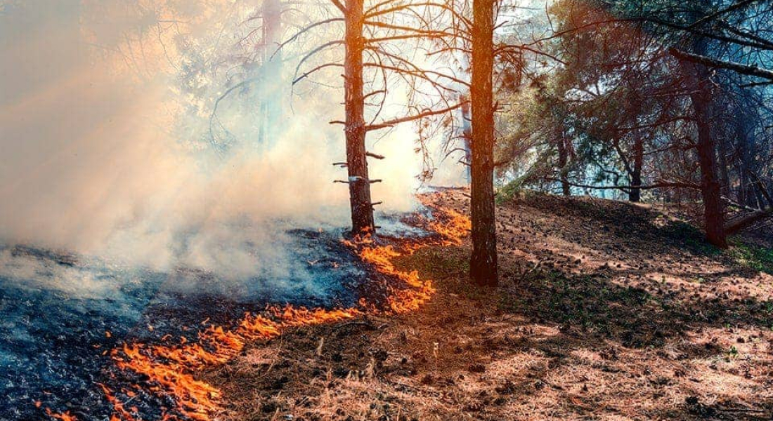 Quali sono le piante ignifughe?